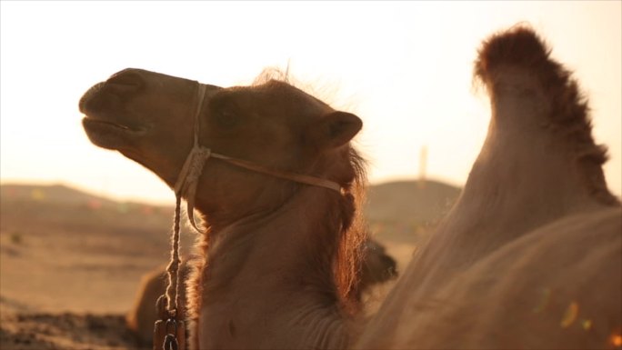 沙漠 骆驼 黄昏 大自然 特写