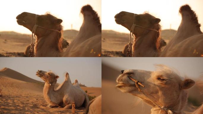 沙漠 骆驼 黄昏 大自然 特写