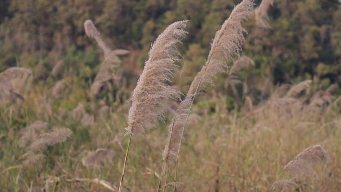 特写随风飘动的芦苇草 空镜头