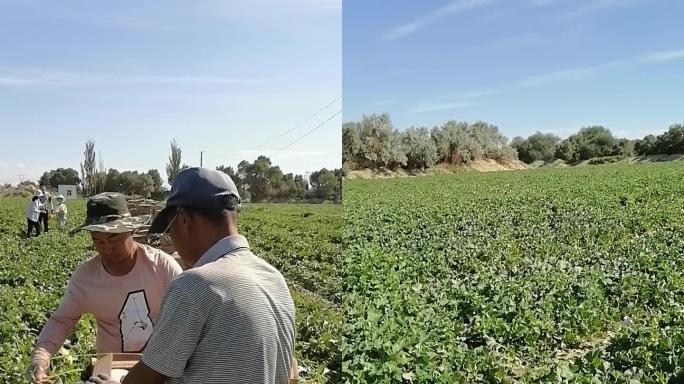 新疆哈密：哈密瓜收获，田地里的香甜味道