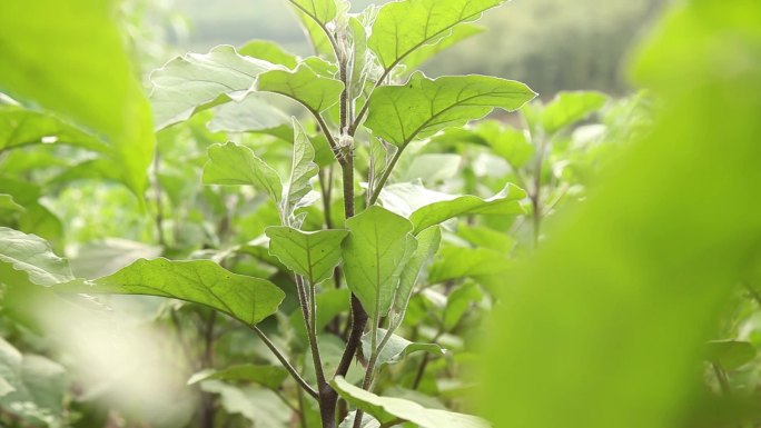 茄子种植 茄子苗