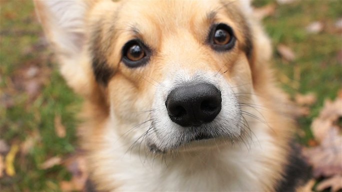 室外的狗小黄秋田犬金毛犬