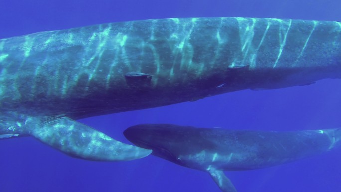 蓝鲸妈妈和幼鲸海底世界海洋生物三亚潜水深