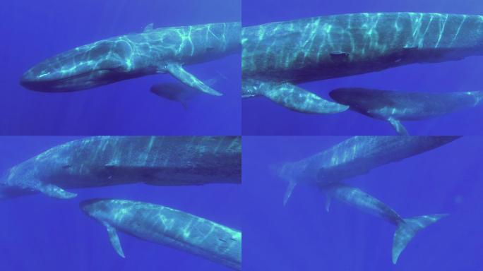 蓝鲸妈妈和幼鲸海底世界海洋生物三亚潜水深