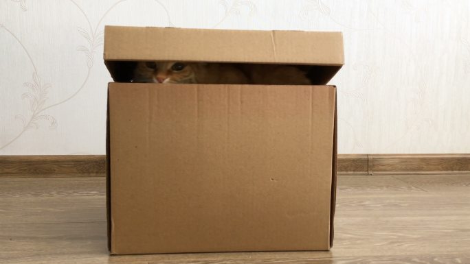 可爱的姜黄色的猫坐在纸箱里