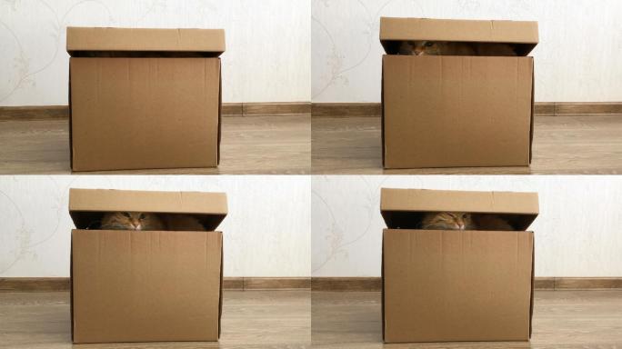 可爱的姜黄色的猫坐在纸箱里
