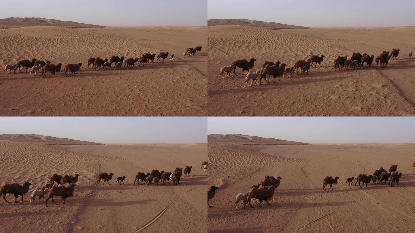 骆驼视频 骆驼实拍视频 天边的骆驼