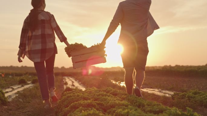 日落时分，夫妇扛着一箱蔬菜穿过田野