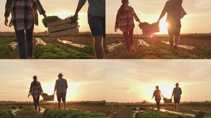 日落时分，夫妇扛着一箱蔬菜穿过田野