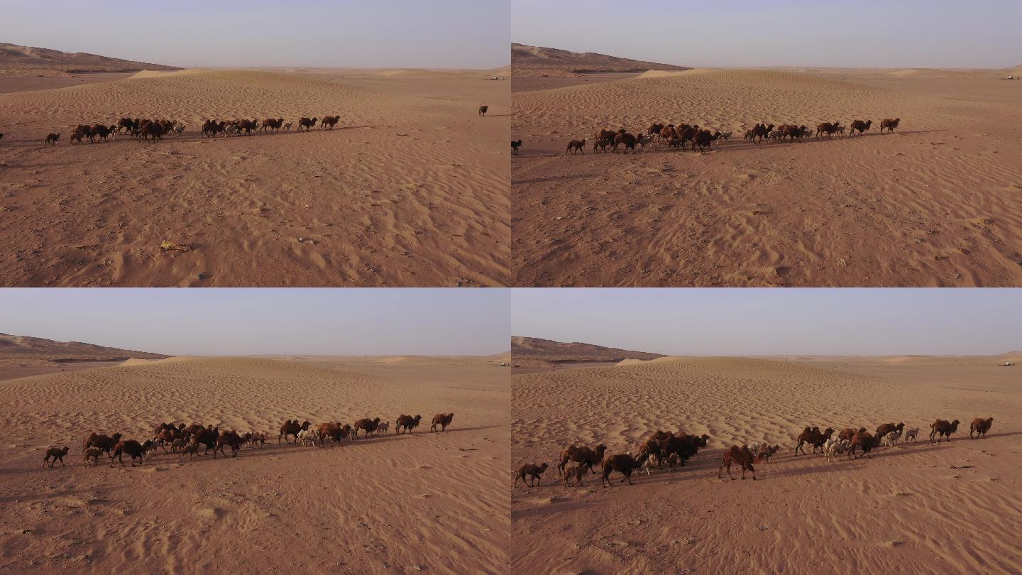 荒凉沙漠素材 天边的骆驼