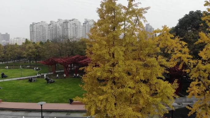 航拍 上海静安雕塑公园 银杏树