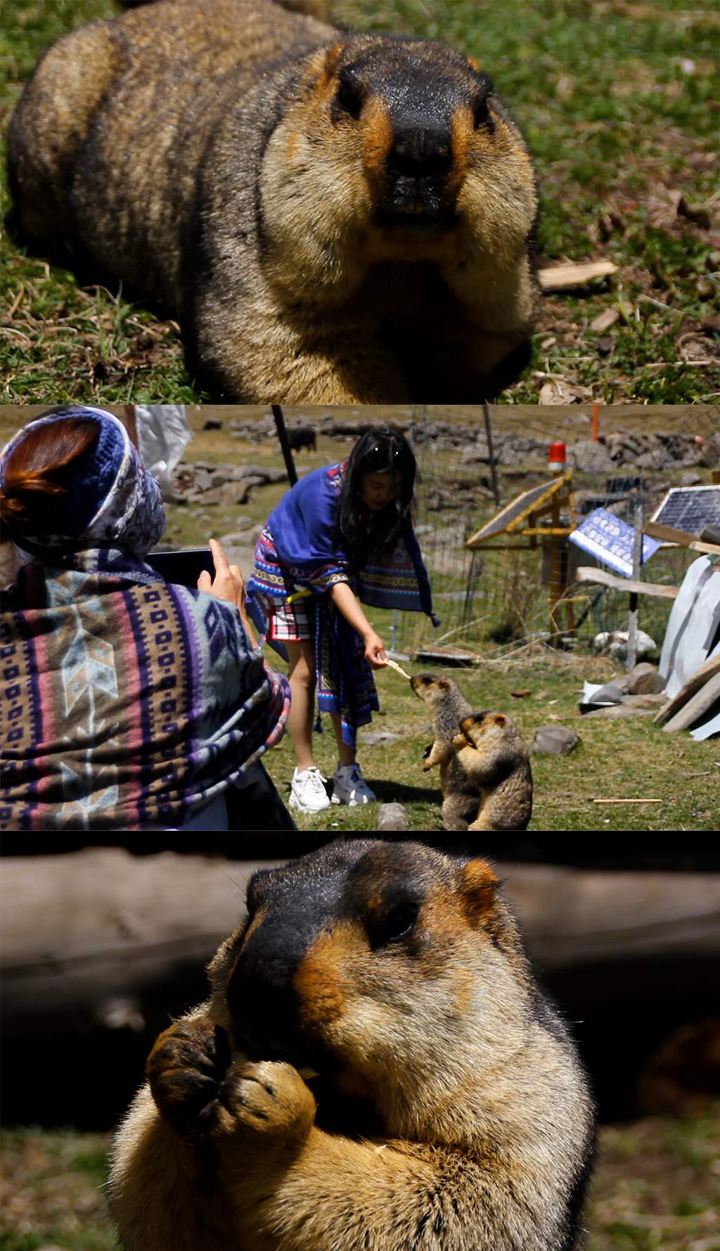 川西莫斯卡村呆萌可爱土拨鼠旅拍素材游客喂