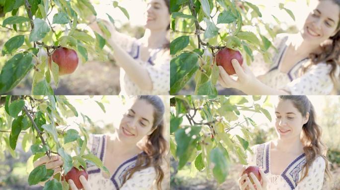 从树上摘红苹果的美丽年轻女子。