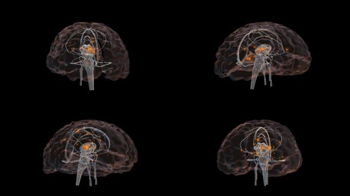 360度循环的3D大脑动画。