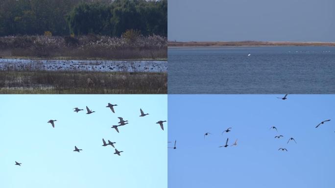 4K实拍湿地鸟类飞翔