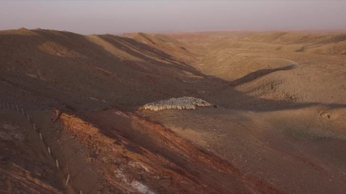 荒漠戈壁中的羊群