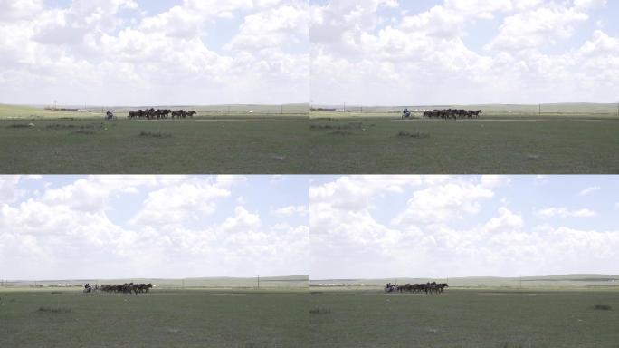 内蒙草原奔跑的马群