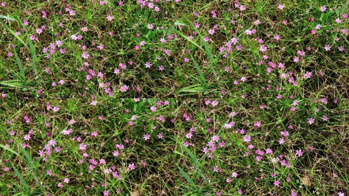 野韭菜花