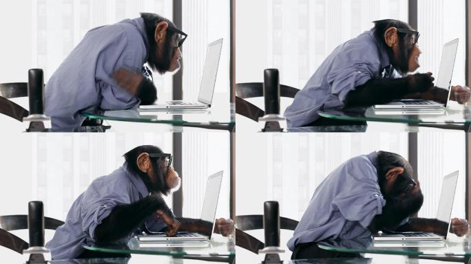 黑猩猩使用笔记本电脑
