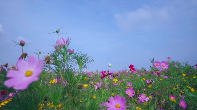 花儿慢镜头