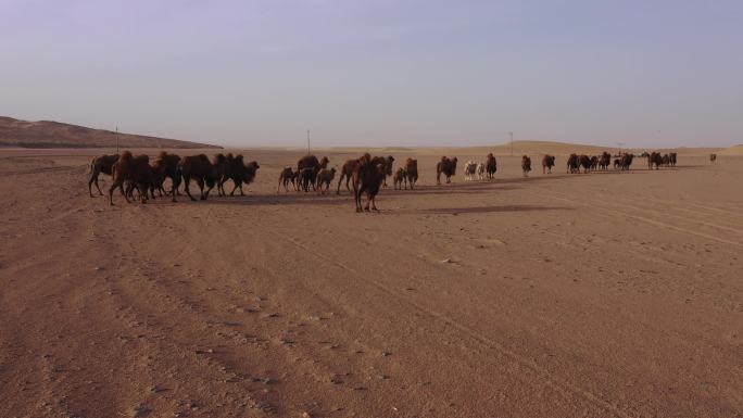 骆驼生存的荒凉环境 驼铃 天边骆驼