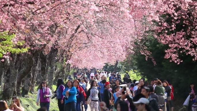 春日樱花盛开，游客尽情享受