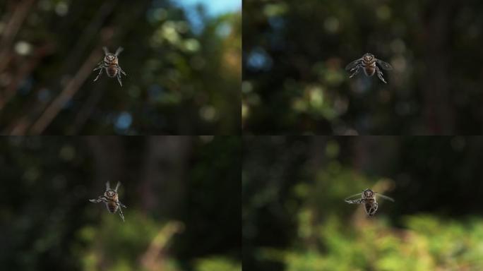 飞行中的黑蜜蜂国内元素拍摄视频素材实拍风