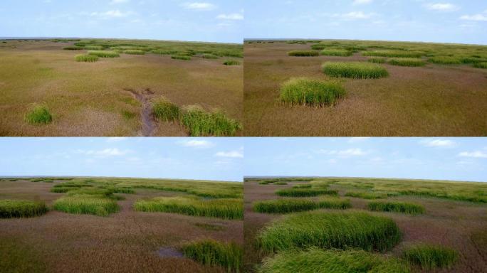 湿地 荒岛 长江 生态 芦苇