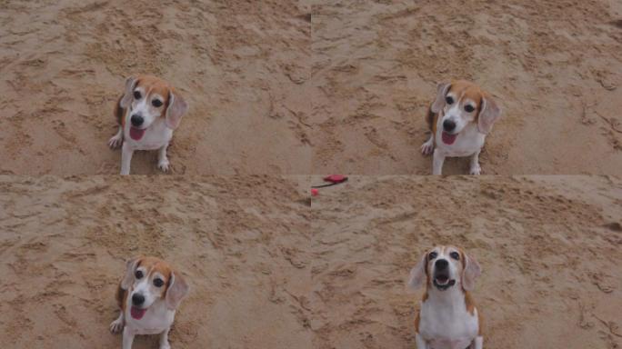 小猎犬在海滩上跳跃
