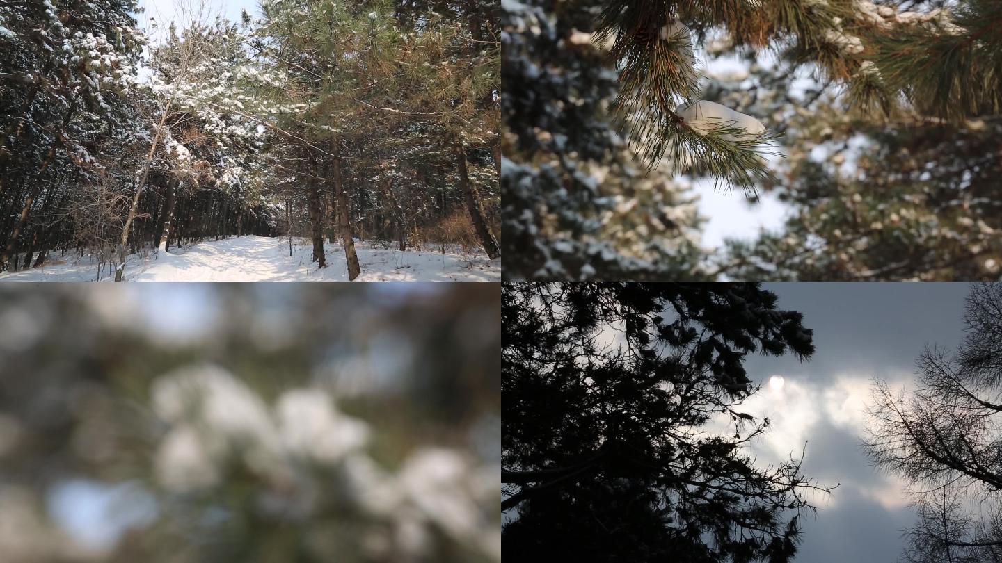 冬天大雪松树林