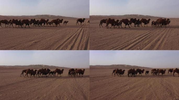 骆驼实拍视频