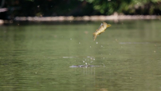 鱼跳出水面鲤鱼跃龙门跳起