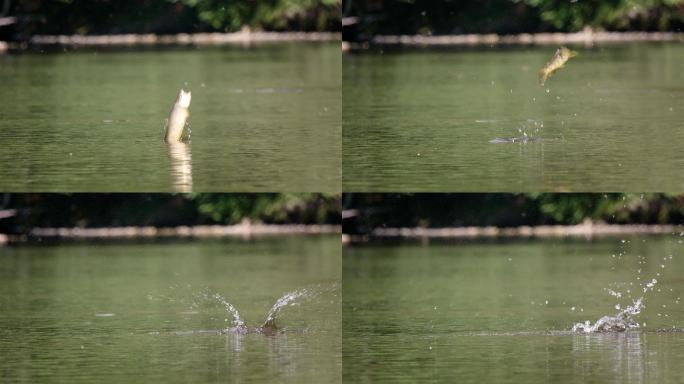 鱼跳出水面鲤鱼跃龙门跳起