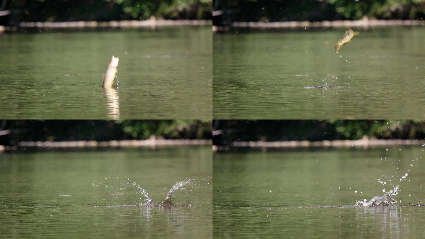 鱼跳出水摄影图片-鱼跳出水摄影作品-千库网
