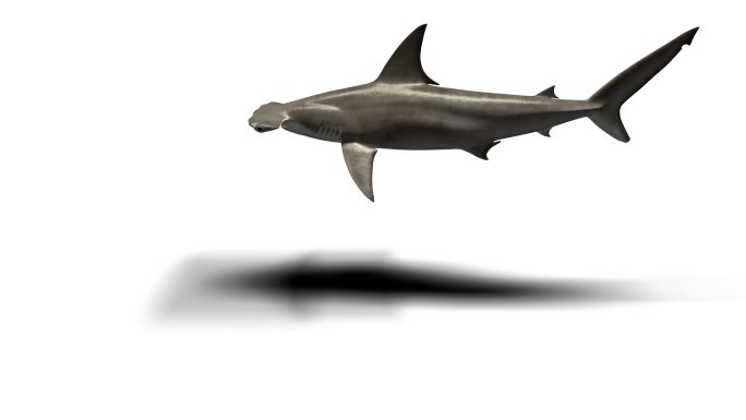 锤头鲨