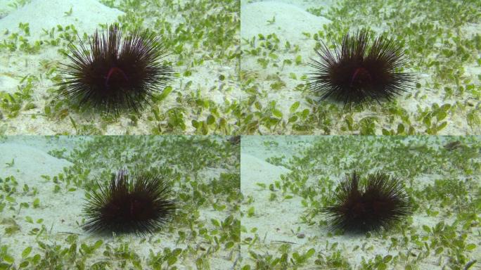 海胆世界海刺猬爬行海洋馆