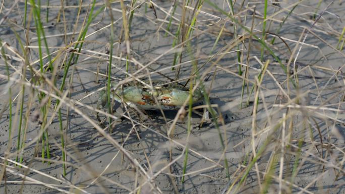湿地 生态 青蟹 膏蟹 草丛 泥滩
