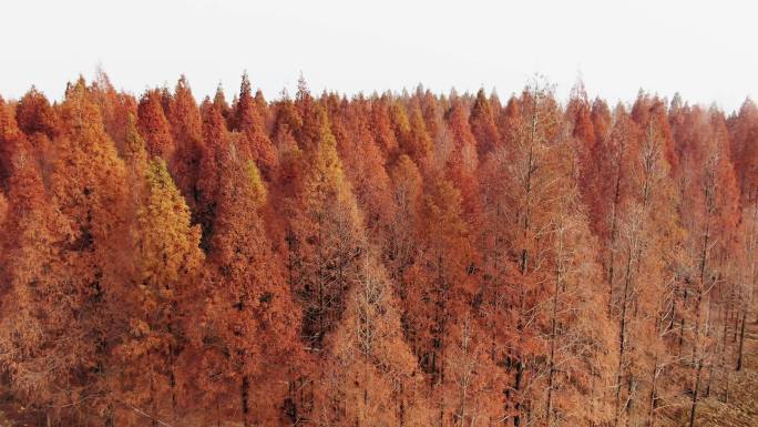【航拍】秋天水杉树