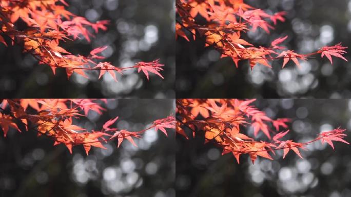 枫叶飘飘