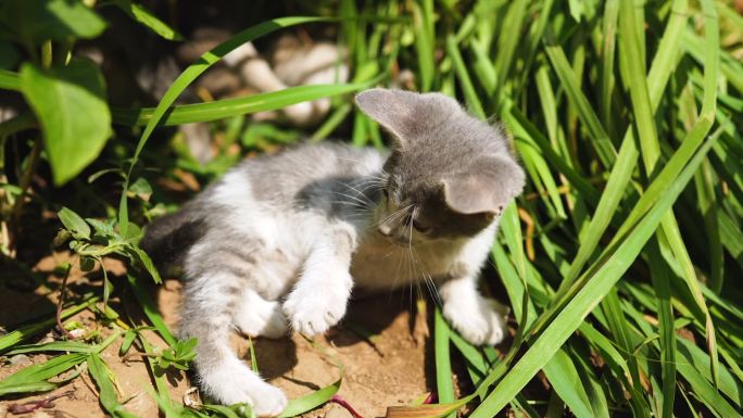 草地上嬉戏的小猫宣传片视频素材