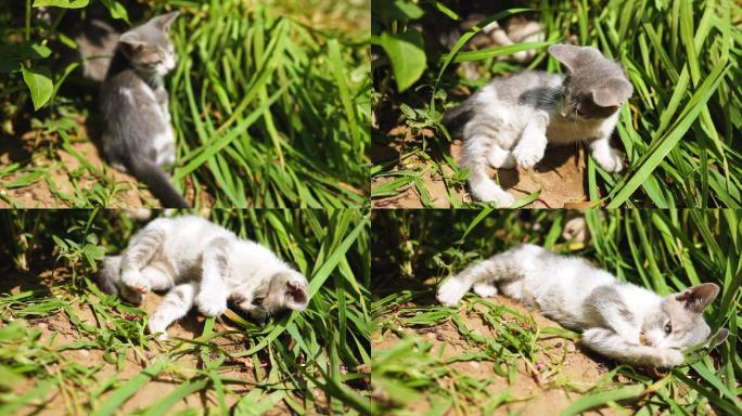 草地上嬉戏的小猫宣传片视频素材