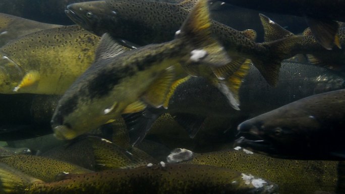 产卵科科霍鲑鱼养鱼场生态系统