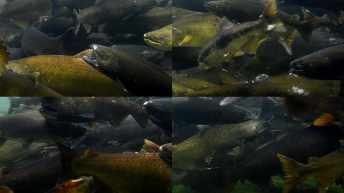 产卵科科霍鲑鱼养鱼场生态系统