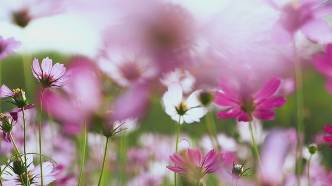 春天格桑花海唯美空镜视频素材