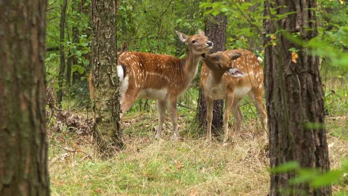 森林中的鹿野生动物世界梅花鹿国家保护动物