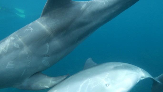一群海豚在水中嬉戏