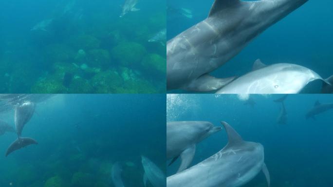 一群海豚在水中嬉戏