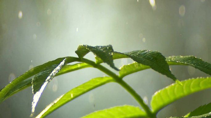 雨滴落在幼小的植物上