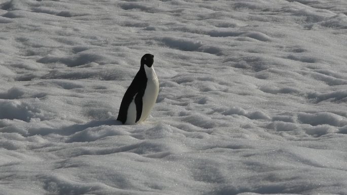 雪地上的企鹅