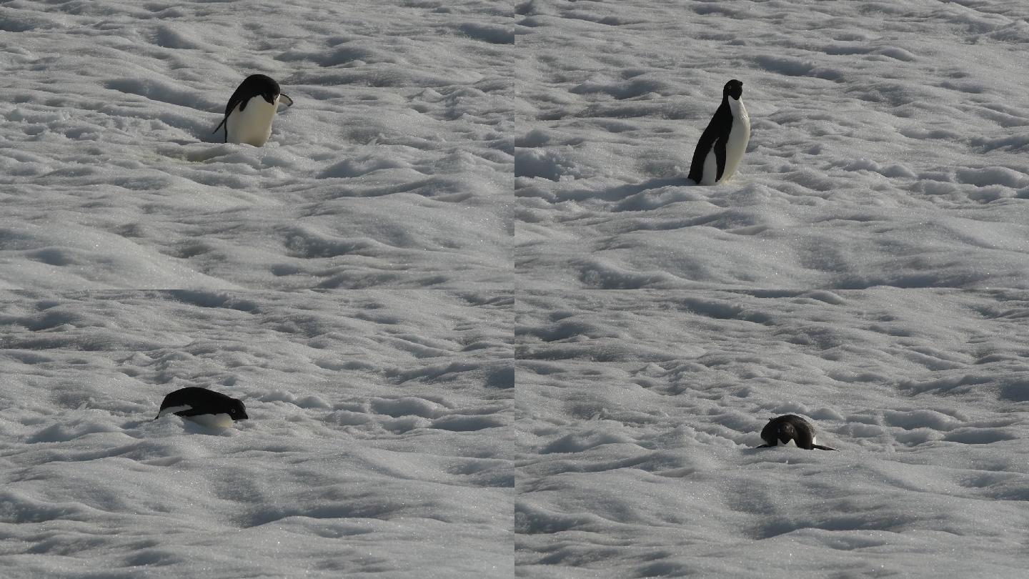 雪地上的企鹅